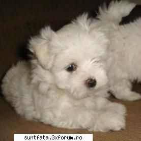 Caini - eu adooor bichoniii sunt foarte dragalasi - Pets