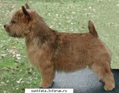 Caini - siiiii terrieriiii manca-i-ar mama:X de tot - Pets