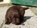 Caini - raluka_lavy26 - Pets