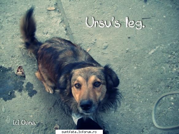 Our pets. - Vrem sa va vedem animalele ;; ). Asta e al meu - Pets